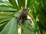 Biodiversity
