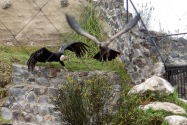03-parquecondor