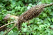 29-shuarachuar