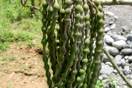 42-shuarachuar