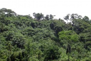 01-shuarachuar