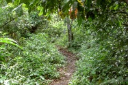 05-shuarachuar