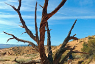Escalante NM UT