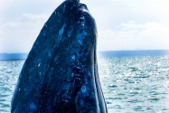 Gray Whale, San Ignacio Lagoon