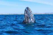 Gray Whale, San Ignacio Lagoon