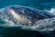 Gray Whale, San Ignacio Lagoon