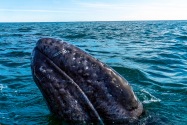 Gray Whale, San Ignacio Lagoon