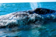 Gray Whale, San Ignacio Lagoon