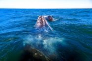 Gray Whale, San Ignacio Lagoon