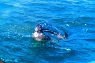 Gray Whale, San Ignacio Lagoon