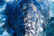 Gray Whale, San Ignacio Lagoon