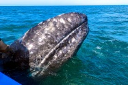Gray Whale, San Ignacio Lagoon