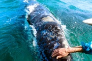 Gray Whale, San Ignacio Lagoon
