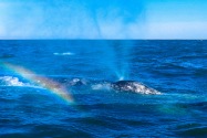 Gray Whale, San Ignacio Lagoon