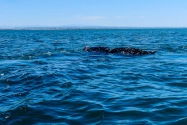 Gray Whale, San Ignacio Lagoon