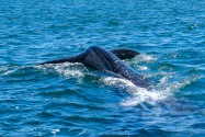 Gray Whale, San Ignacio Lagoon