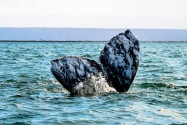 Gray Whale, San Ignacio Lagoon