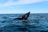 Gray Whale, San Ignacio Lagoon