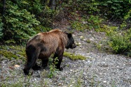 Grizzly Bear, Alaska