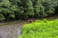 Grizzly Bear, Alaska