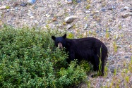 Black Bear, Canada