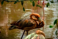 Flamingo, Colombia