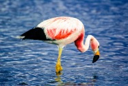 Flamingo, Chile