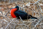 Male Magnificent Frigatebird, Galapagos Islands