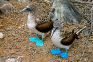 Blue-Footed Boobies, Galapagos Islands
