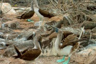 Blue-Footed Boobie, Galapagos Islands