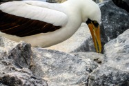 Hooded Boobie, Galapagos Islands