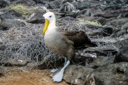 Waved Albatross, Galapagos Islands