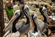 Brown Pelicans, Chile