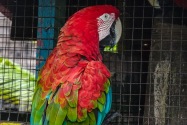 Macaw, Panama