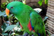 Parrot, Thailand