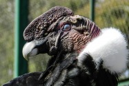 Condor, Chile