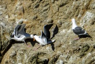 Seagulls, California
