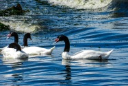 Black Necked Swan, Chile