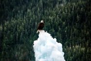 Bald Eagle, Alaska