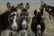 Wild Burro, Nevada