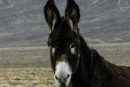 Wild Burro, Nevada