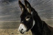 Wild Burro, Nevada