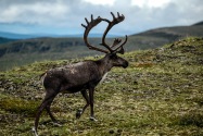 Caribou, Yukon Territory