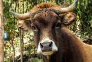 Cow, Lake Titicaca, Peru