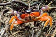 Panamanian Land Crab, Panama