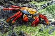 Sally Light-Foot Crab, Galapagos Islands
