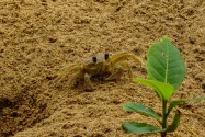 Ghost Crab, Panama