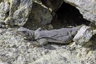 Chuckwalla,