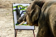Mae Taeng Elephant Park, Thailand