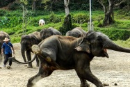 Mae Taeng Elephant Park, Thailand